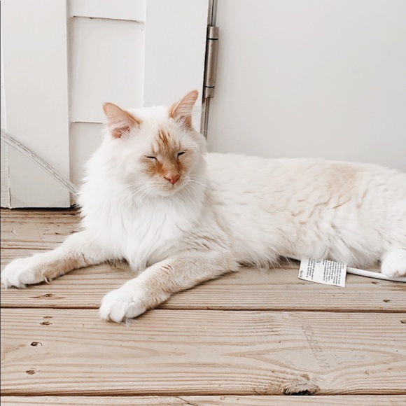 Meet your Posher, Morgan - Picture 4 of 7